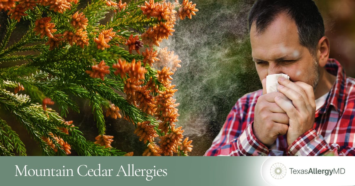 North Texas mountain cedar allergy management.