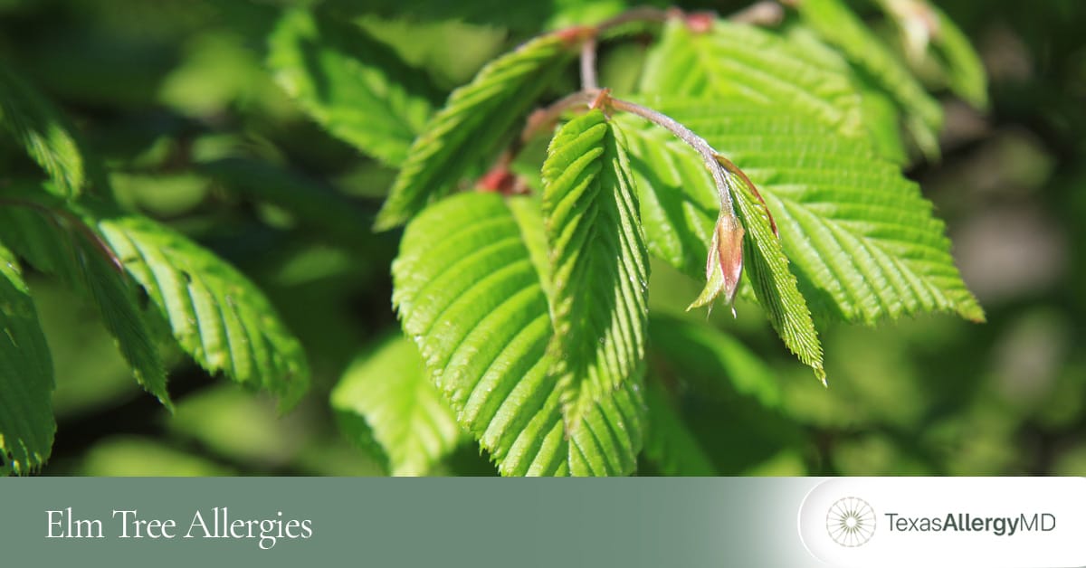 North Texas elm tree allergy management.