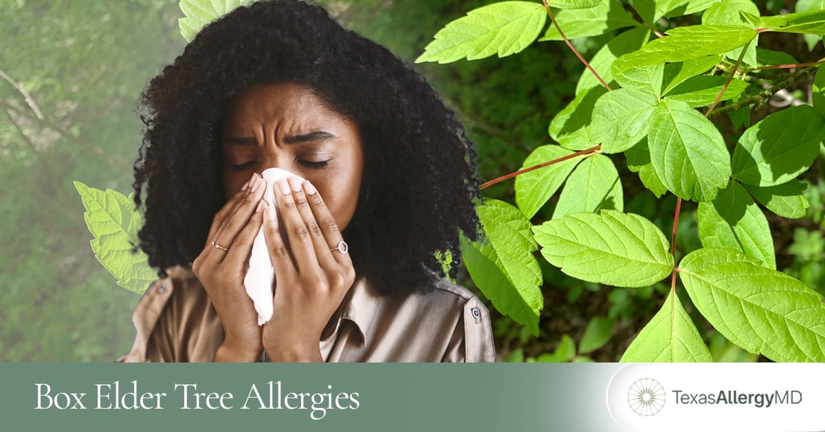 Box elder tree allergy care in North Texas.