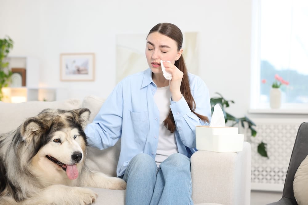 North Texas pet allergy doctor.